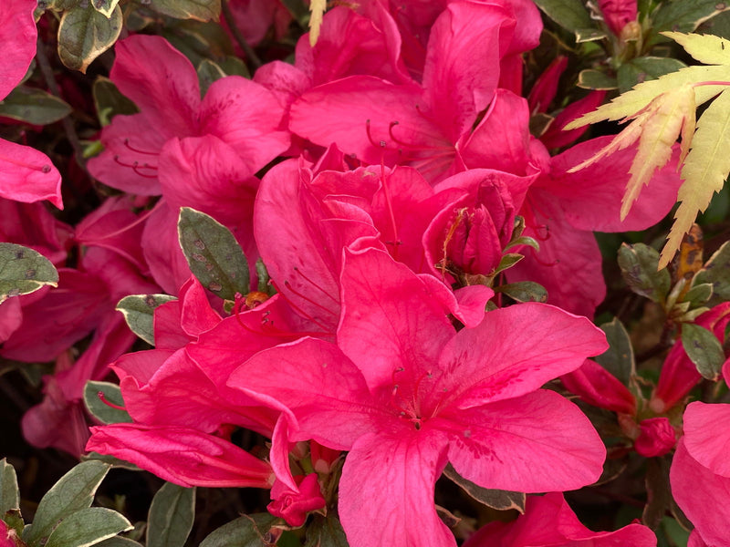 - Azalea 'Red Lustre’ Evergreen Cherry Rose Azalea - Mr Maple │ Buy Japanese Maple Trees