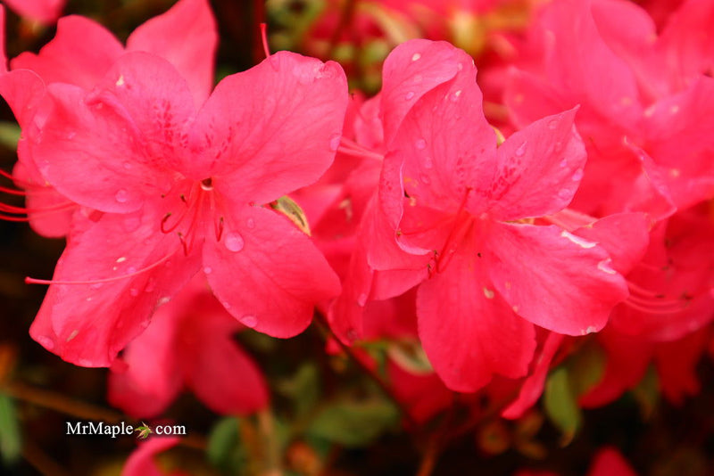 - Azalea 'Red Lustre’ Evergreen Cherry Rose Azalea - Mr Maple │ Buy Japanese Maple Trees