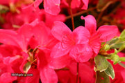 - Azalea 'Red Lustre’ Evergreen Cherry Rose Azalea - Mr Maple │ Buy Japanese Maple Trees