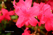 - Azalea 'Red Lustre’ Evergreen Cherry Rose Azalea - Mr Maple │ Buy Japanese Maple Trees