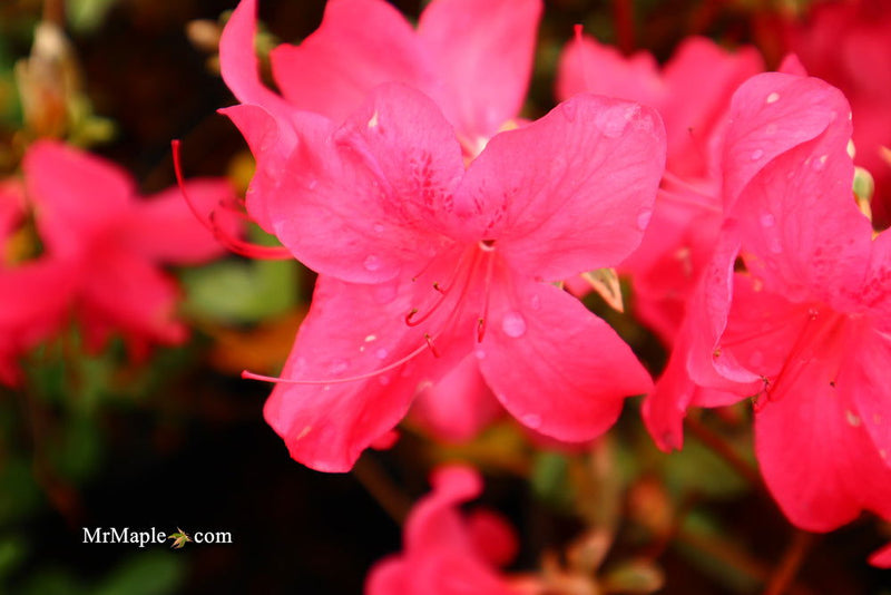 - Azalea 'Red Lustre’ Evergreen Cherry Rose Azalea - Mr Maple │ Buy Japanese Maple Trees