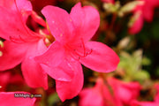 - Azalea 'Red Lustre’ Evergreen Cherry Rose Azalea - Mr Maple │ Buy Japanese Maple Trees