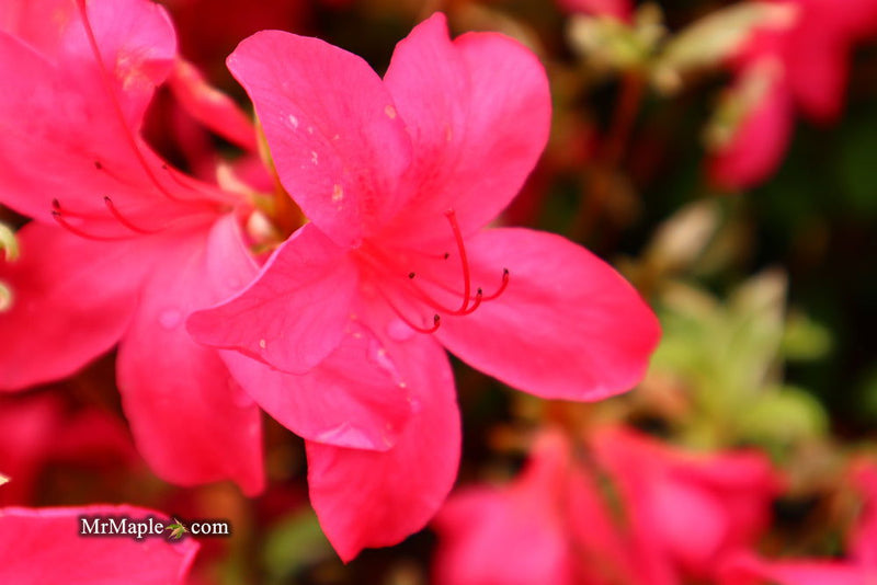 - Azalea 'Red Lustre’ Evergreen Cherry Rose Azalea - Mr Maple │ Buy Japanese Maple Trees