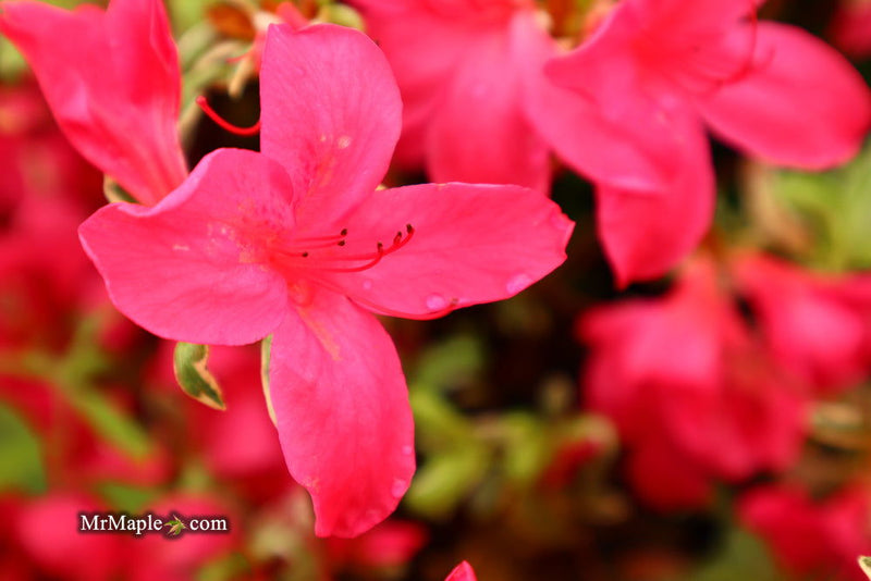 - Azalea 'Red Lustre’ Evergreen Cherry Rose Azalea - Mr Maple │ Buy Japanese Maple Trees
