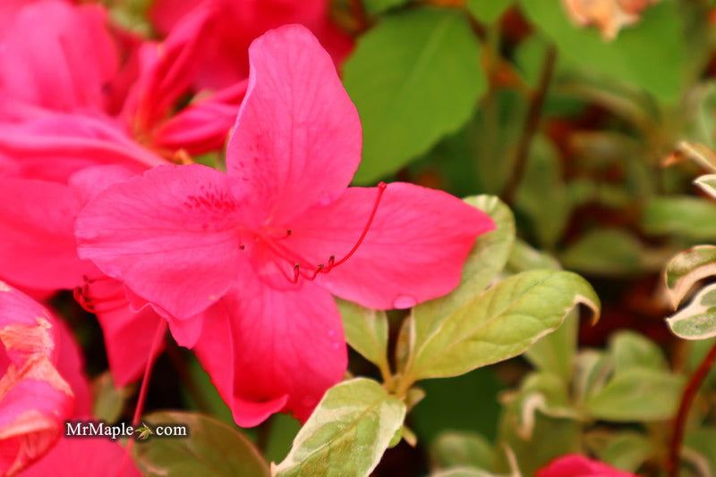 - Azalea 'Red Lustre’ Evergreen Cherry Rose Azalea - Mr Maple │ Buy Japanese Maple Trees