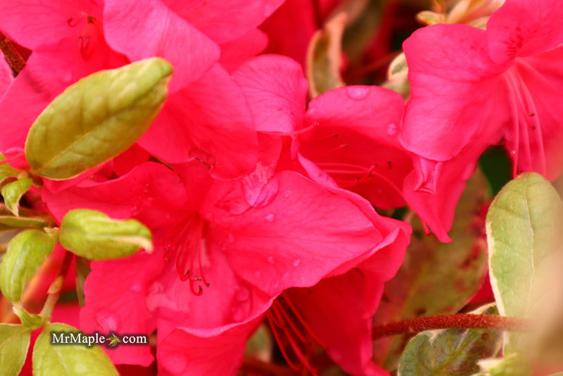 - Azalea 'Red Lustre’ Evergreen Cherry Rose Azalea - Mr Maple │ Buy Japanese Maple Trees