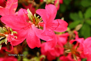 - Azalea 'Red Lustre’ Evergreen Cherry Rose Azalea - Mr Maple │ Buy Japanese Maple Trees