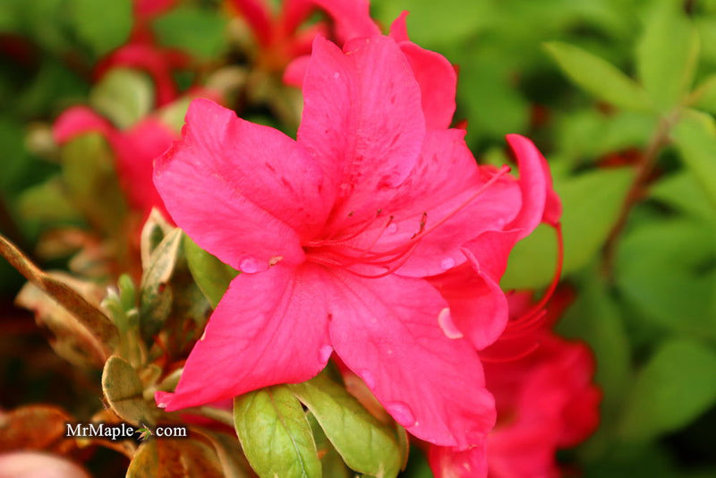- Azalea 'Red Lustre’ Evergreen Cherry Rose Azalea - Mr Maple │ Buy Japanese Maple Trees