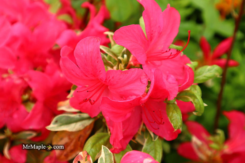 - Azalea 'Red Lustre’ Evergreen Cherry Rose Azalea - Mr Maple │ Buy Japanese Maple Trees