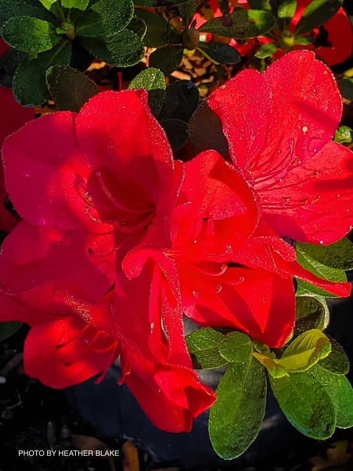 Double Red Ruffle Azalea Buy Azalea 'Red Ruffle’ Evergreen Azalea — Mr Maple │ Buy Japanese ...