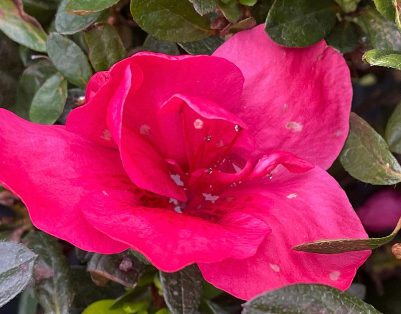 - Azalea 'Red Slippers' Evergreen Azalea - Mr Maple │ Buy Japanese Maple Trees