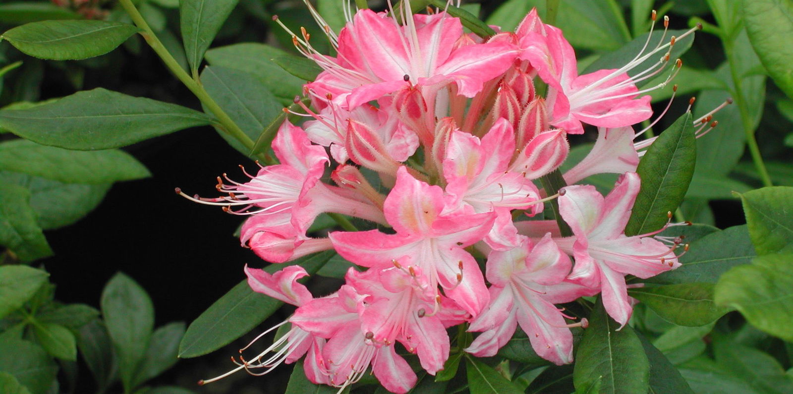 Buy Azalea 'Ribbon Candy' Pink Flowers Deciduous Azalea — Mr Maple