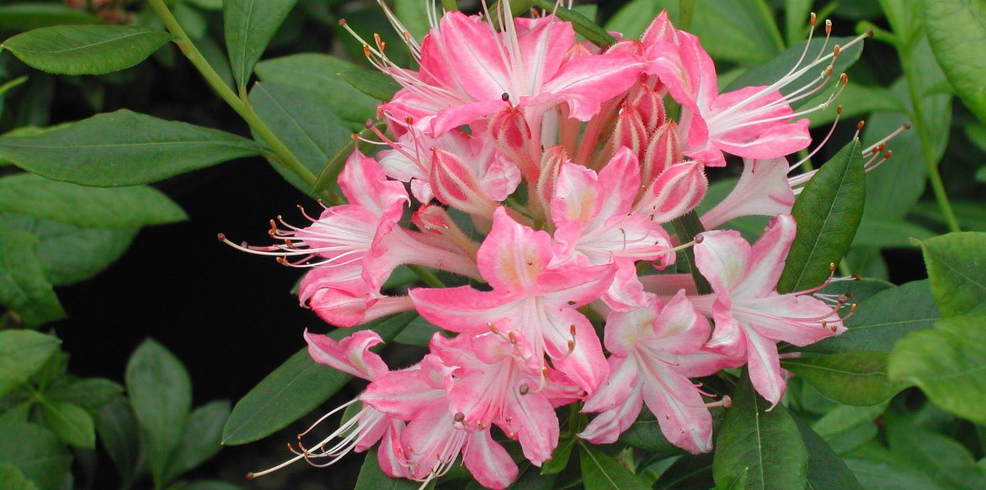 - Azalea 'Ribbon Candy’ Pink Flowers Deciduous Azalea - Mr Maple │ Buy Japanese Maple Trees