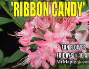 - Azalea 'Ribbon Candy’ Pink Flowers Deciduous Azalea - Mr Maple │ Buy Japanese Maple Trees