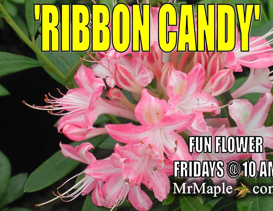 - Azalea 'Ribbon Candy’ Pink Flowers Deciduous Azalea - Mr Maple │ Buy Japanese Maple Trees