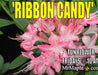 - Azalea 'Ribbon Candy’ Pink Flowers Deciduous Azalea - Mr Maple │ Buy Japanese Maple Trees