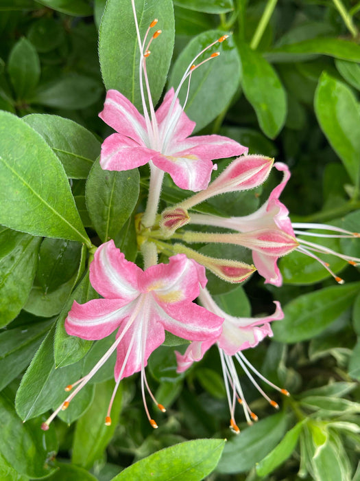 - Azalea 'Ribbon Candy’ Pink Flowers Deciduous Azalea - Mr Maple │ Buy Japanese Maple Trees