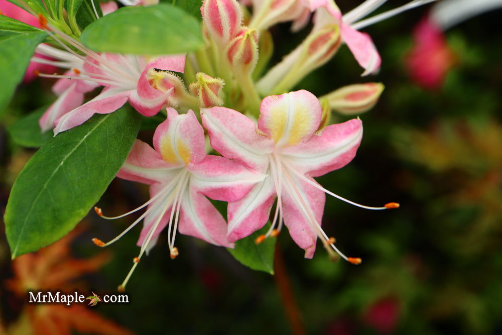 - Azalea 'Ribbon Candy’ Pink Flowers Deciduous Azalea - Mr Maple │ Buy Japanese Maple Trees