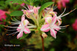 - Azalea 'Ribbon Candy’ Pink Flowers Deciduous Azalea - Mr Maple │ Buy Japanese Maple Trees