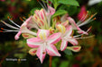 - Azalea 'Ribbon Candy’ Pink Flowers Deciduous Azalea - Mr Maple │ Buy Japanese Maple Trees