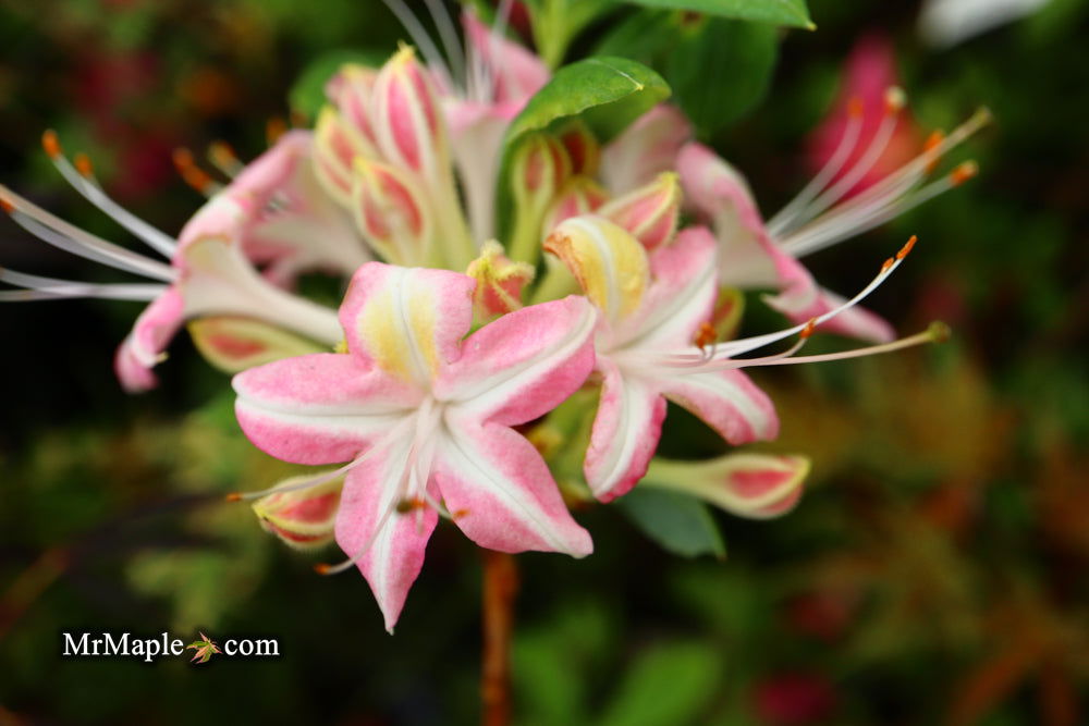 - Azalea 'Ribbon Candy’ Pink Flowers Deciduous Azalea - Mr Maple │ Buy Japanese Maple Trees