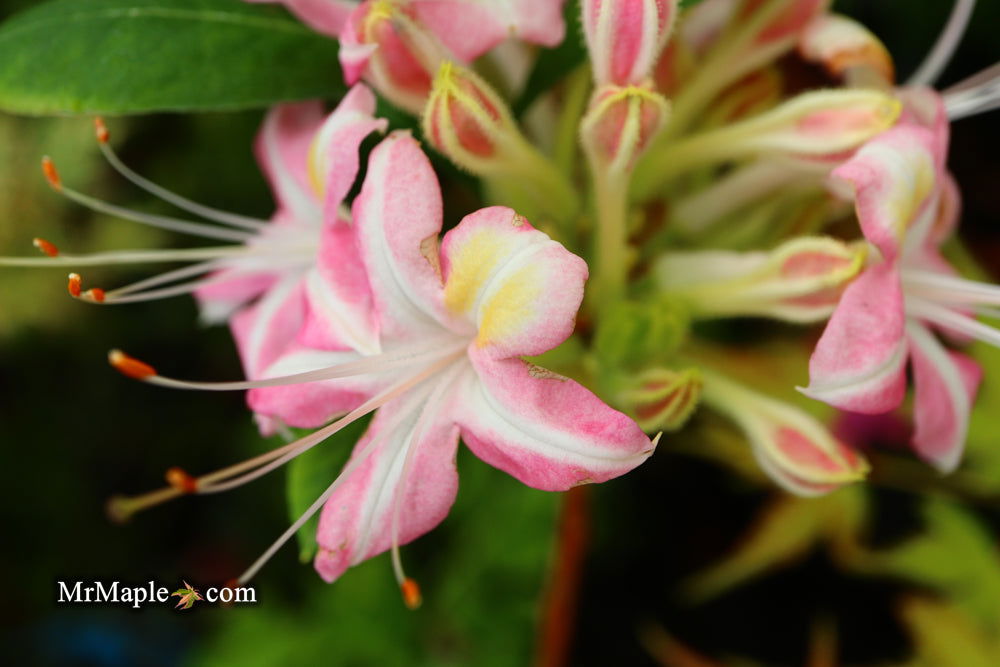 - Azalea 'Ribbon Candy’ Pink Flowers Deciduous Azalea - Mr Maple │ Buy Japanese Maple Trees