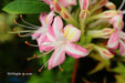 - Azalea 'Ribbon Candy’ Pink Flowers Deciduous Azalea - Mr Maple │ Buy Japanese Maple Trees