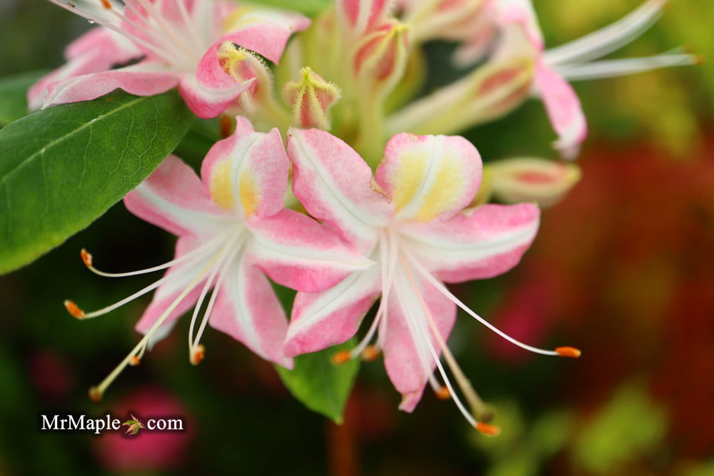 - Azalea 'Ribbon Candy’ Pink Flowers Deciduous Azalea - Mr Maple │ Buy Japanese Maple Trees