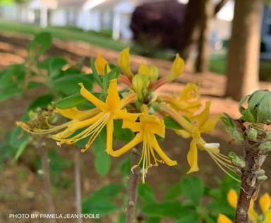 - Azalea 'Rising Sun’ Yellow Native Azalea - Mr Maple │ Buy Japanese Maple Trees