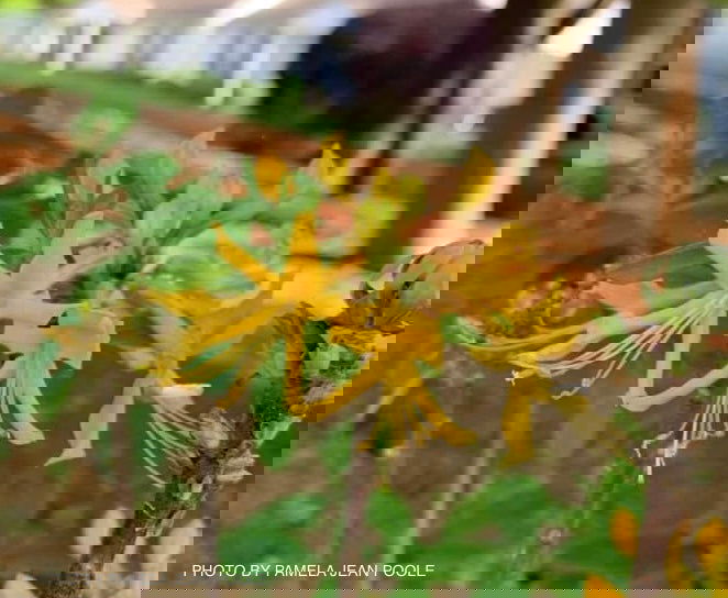 - Azalea 'Rising Sun’ Yellow Native Azalea - Mr Maple │ Buy Japanese Maple Trees