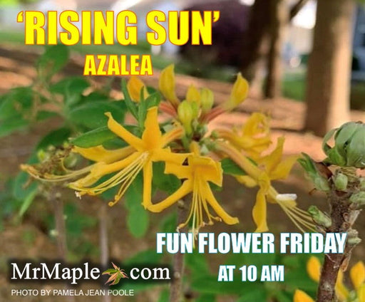 - Azalea 'Rising Sun’ Yellow Native Azalea - Mr Maple │ Buy Japanese Maple Trees