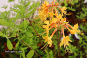 - Azalea 'Rising Sun’ Yellow Native Azalea - Mr Maple │ Buy Japanese Maple Trees