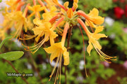 - Azalea 'Rising Sun’ Yellow Native Azalea - Mr Maple │ Buy Japanese Maple Trees