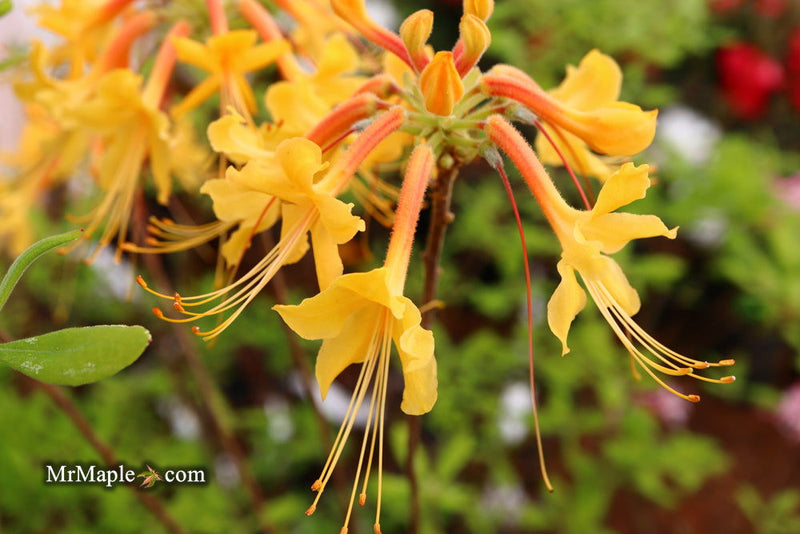 - Azalea 'Rising Sun’ Yellow Native Azalea - Mr Maple │ Buy Japanese Maple Trees