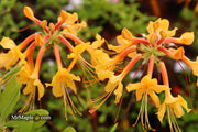- Azalea 'Rising Sun’ Yellow Native Azalea - Mr Maple │ Buy Japanese Maple Trees