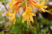 - Azalea 'Rising Sun’ Yellow Native Azalea - Mr Maple │ Buy Japanese Maple Trees