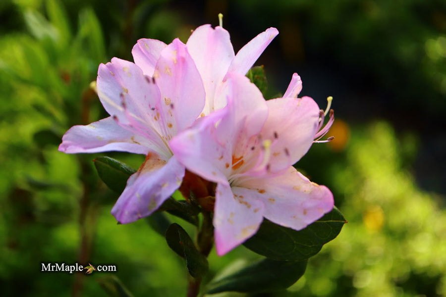 Azalea 'River Mist' Lavender Flowers Rhododendron — Mr Maple │ Buy Japanese  Maple Trees