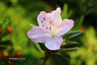 - Azalea 'River Mist’ Lavender Rhododendron Harris - Mr Maple │ Buy Japanese Maple Trees