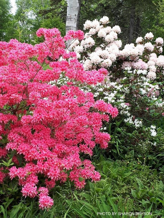 - Azalea 'Rosy Lights’ Pink Flowers Deciduous Azalea - Mr Maple │ Buy Japanese Maple Trees