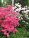 - Azalea 'Rosy Lights’ Pink Flowers Deciduous Azalea - Mr Maple │ Buy Japanese Maple Trees