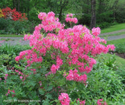 - Azalea 'Rosy Lights’ Pink Flowers Deciduous Azalea - Mr Maple │ Buy Japanese Maple Trees