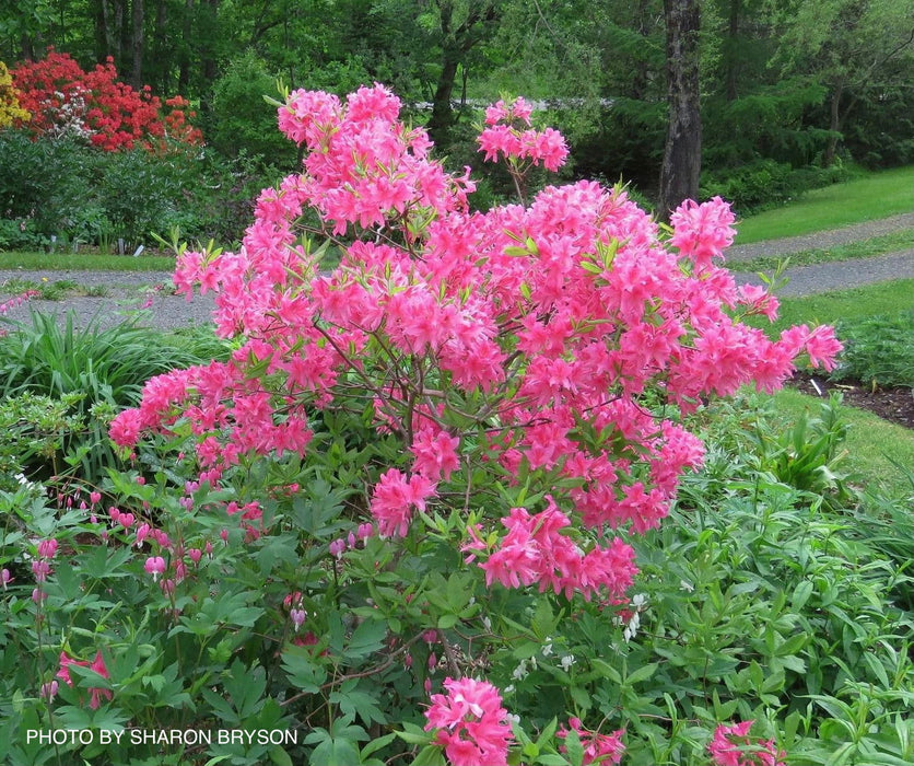 - Azalea 'Rosy Lights’ Pink Flowers Deciduous Azalea - Mr Maple │ Buy Japanese Maple Trees