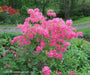 - Azalea 'Rosy Lights’ Pink Flowers Deciduous Azalea - Mr Maple │ Buy Japanese Maple Trees