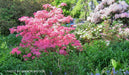 - Azalea 'Rosy Lights’ Pink Flowers Deciduous Azalea - Mr Maple │ Buy Japanese Maple Trees