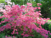 - Azalea 'Rosy Lights’ Pink Flowers Deciduous Azalea - Mr Maple │ Buy Japanese Maple Trees