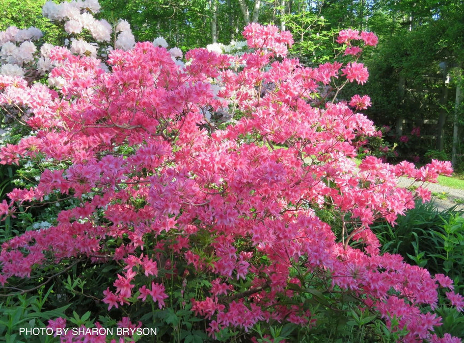 - Azalea 'Rosy Lights’ Pink Flowers Deciduous Azalea - Mr Maple │ Buy Japanese Maple Trees