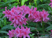 - Azalea 'Rosy Lights’ Pink Flowers Deciduous Azalea - Mr Maple │ Buy Japanese Maple Trees