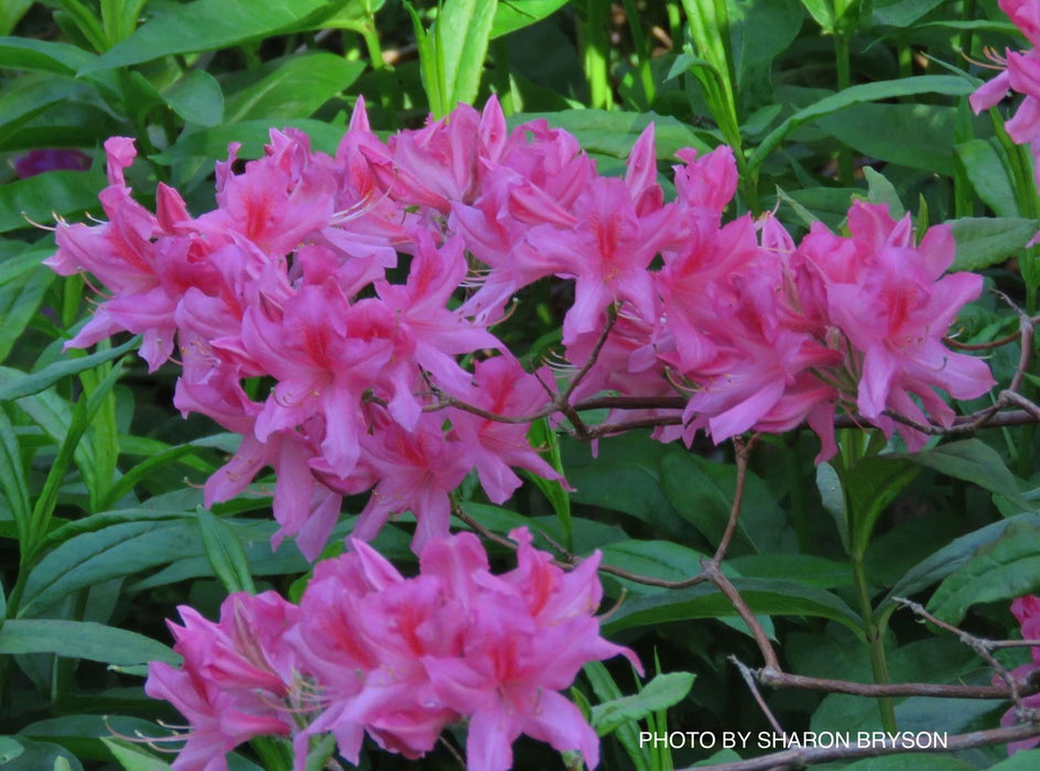 - Azalea 'Rosy Lights’ Pink Flowers Deciduous Azalea - Mr Maple │ Buy Japanese Maple Trees