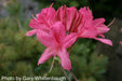 - Azalea 'Rosy Lights’ Pink Flowers Deciduous Azalea - Mr Maple │ Buy Japanese Maple Trees