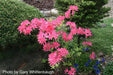 - Azalea 'Rosy Lights’ Pink Flowers Deciduous Azalea - Mr Maple │ Buy Japanese Maple Trees